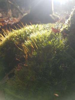 Calendrier et livre d'or : Nature Sacrée Calendrier et livre d'or : Nature Sacrée